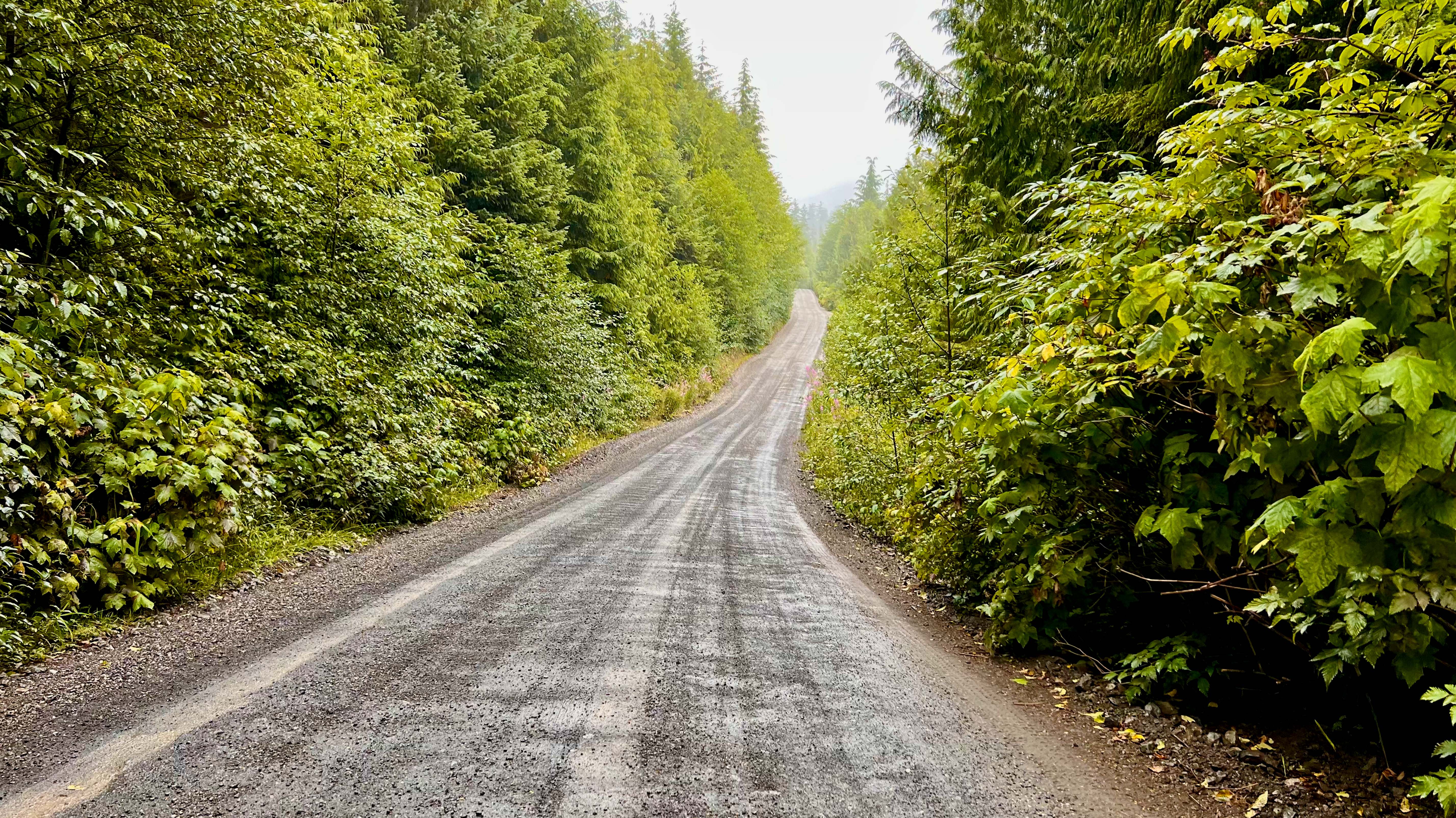 Logging Road Cape Scott 