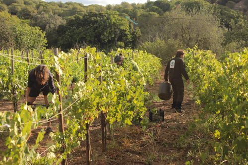Primera verema a la Vall de Betlem.