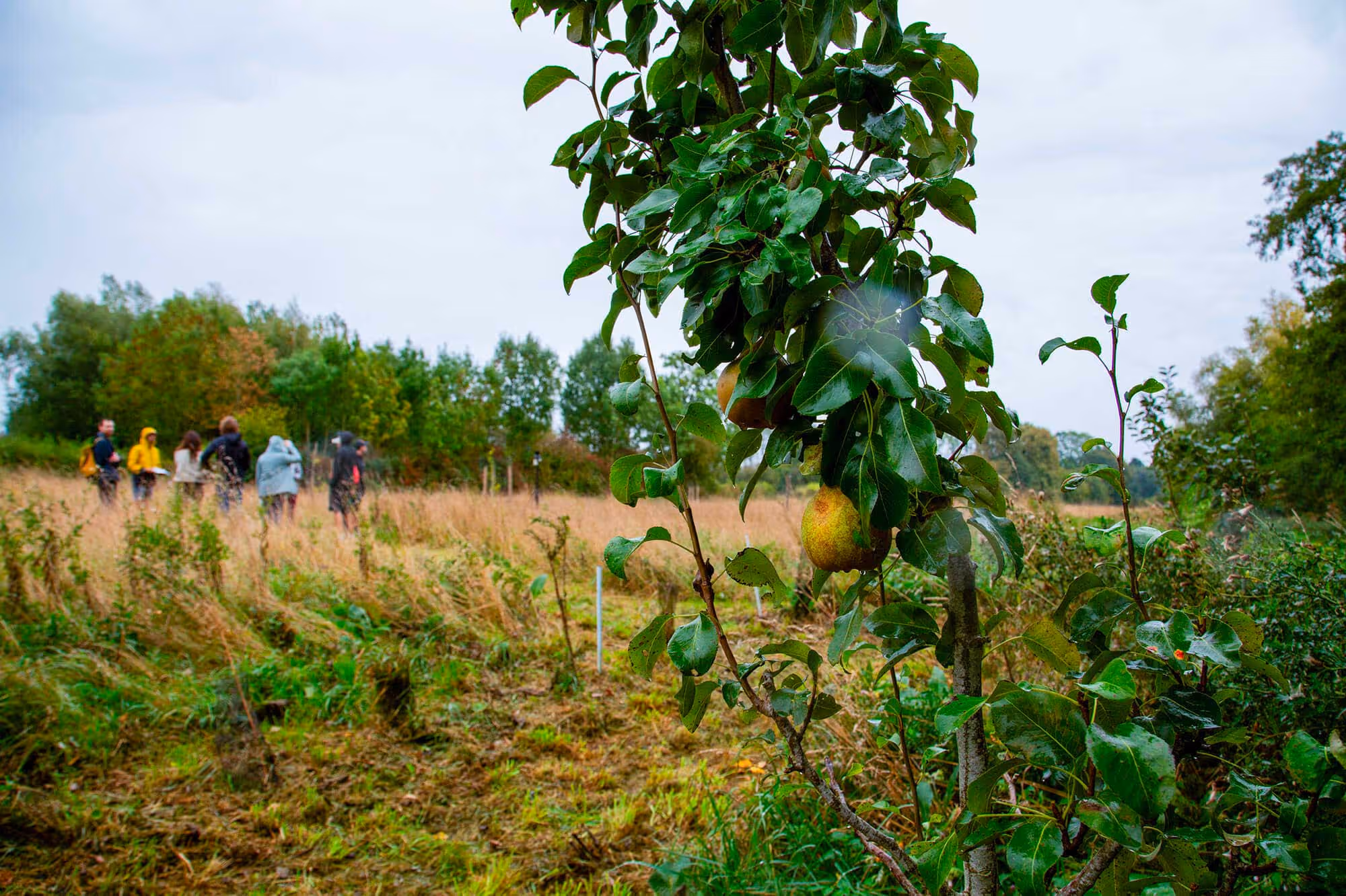 Jeune verger planté sur le hameau léger