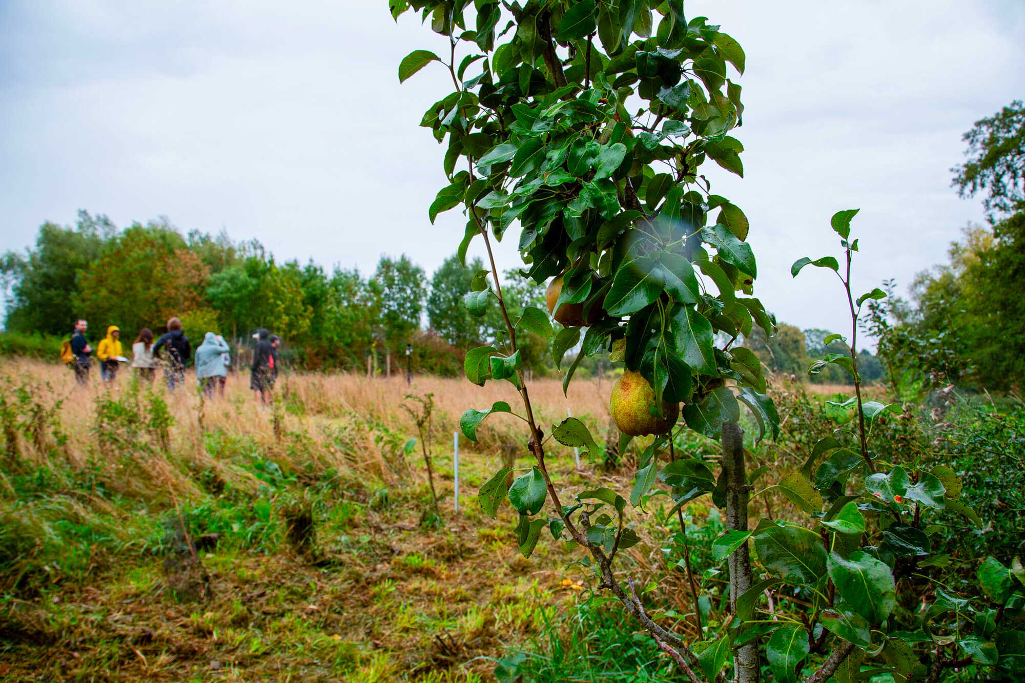 Jeune verger planté sur le hameau léger