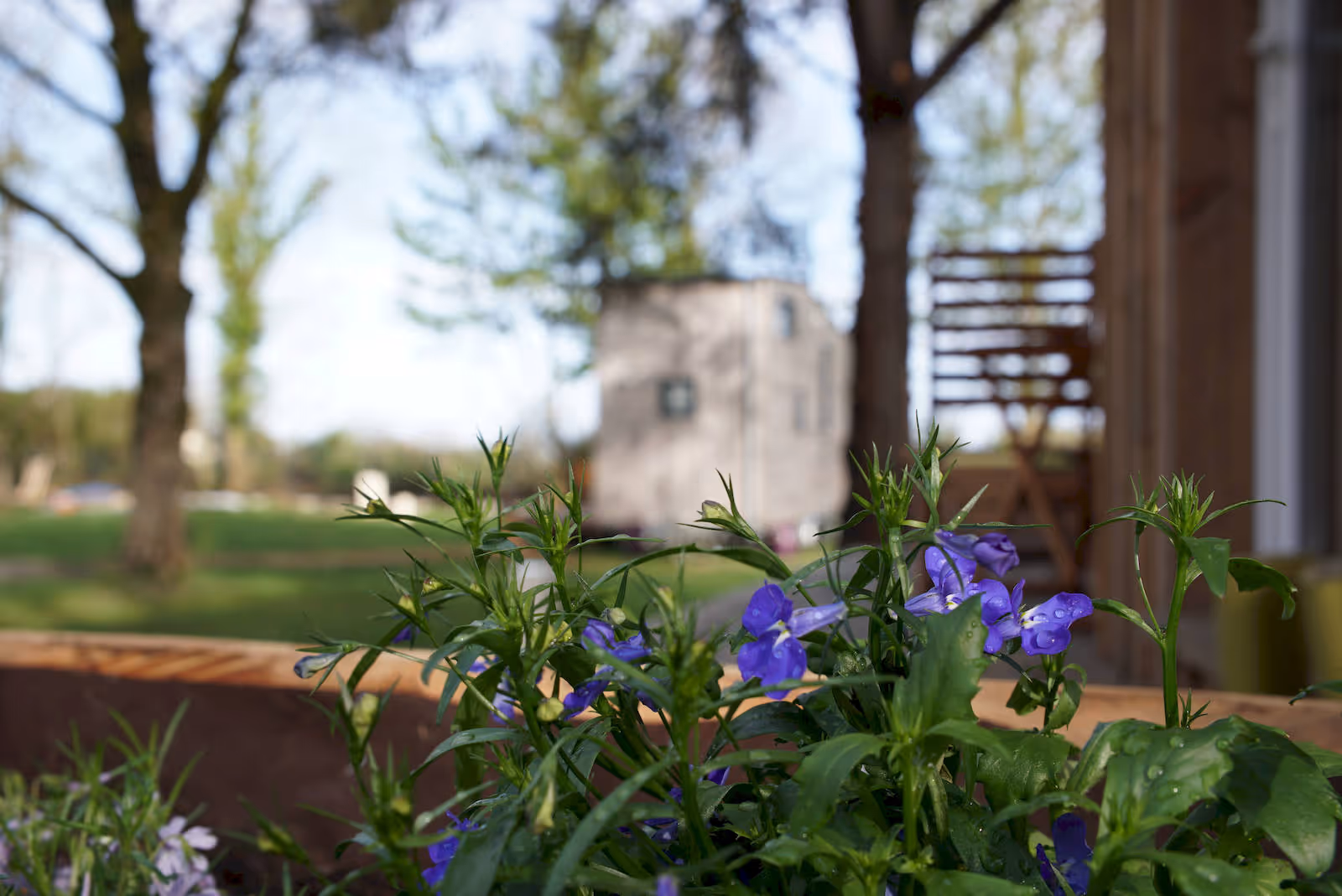 fleurs devant une tiny house au hameau léger de Plouigneau