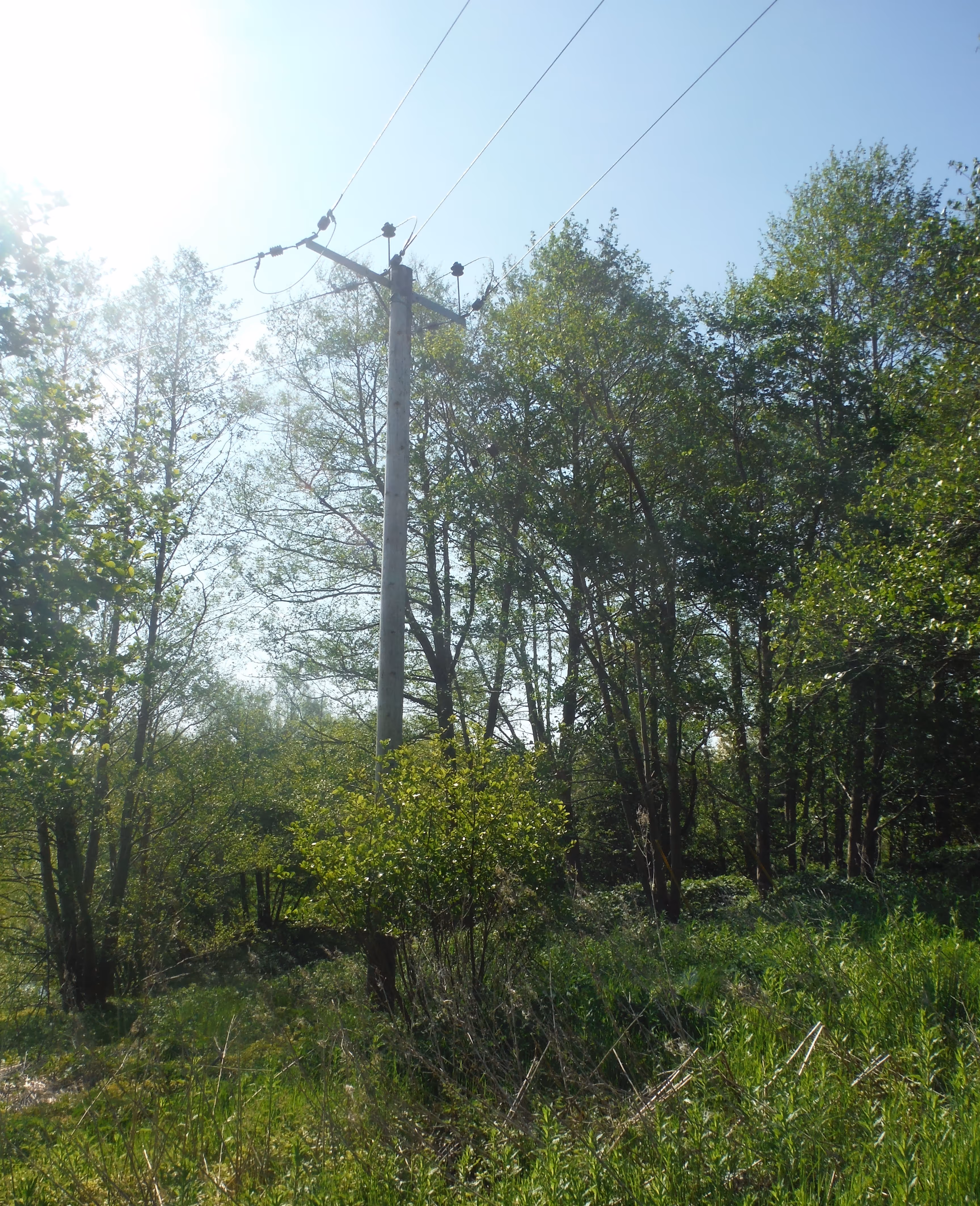 PBS conducts vegetation surveys