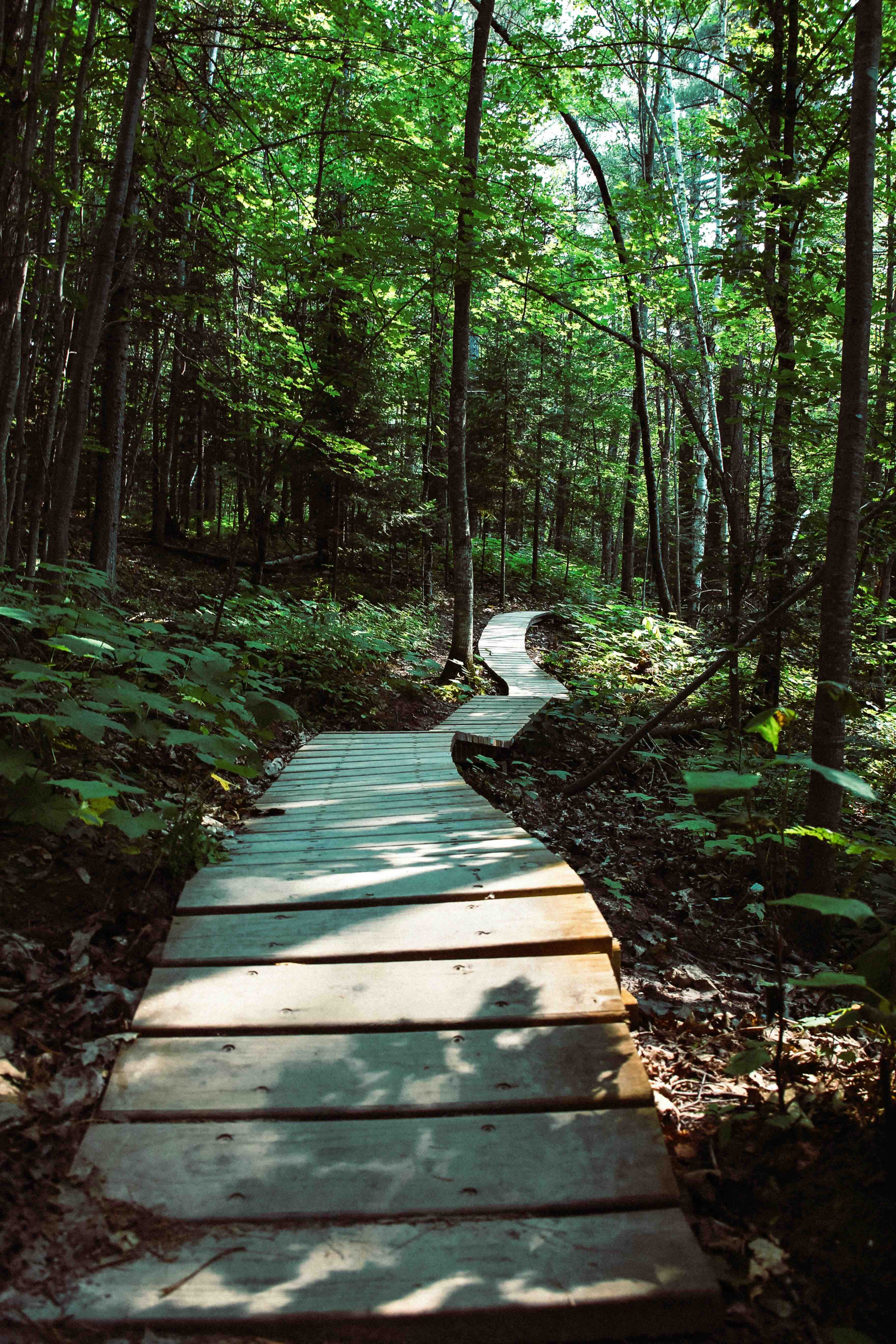 A wooden path in the middle of a forest.