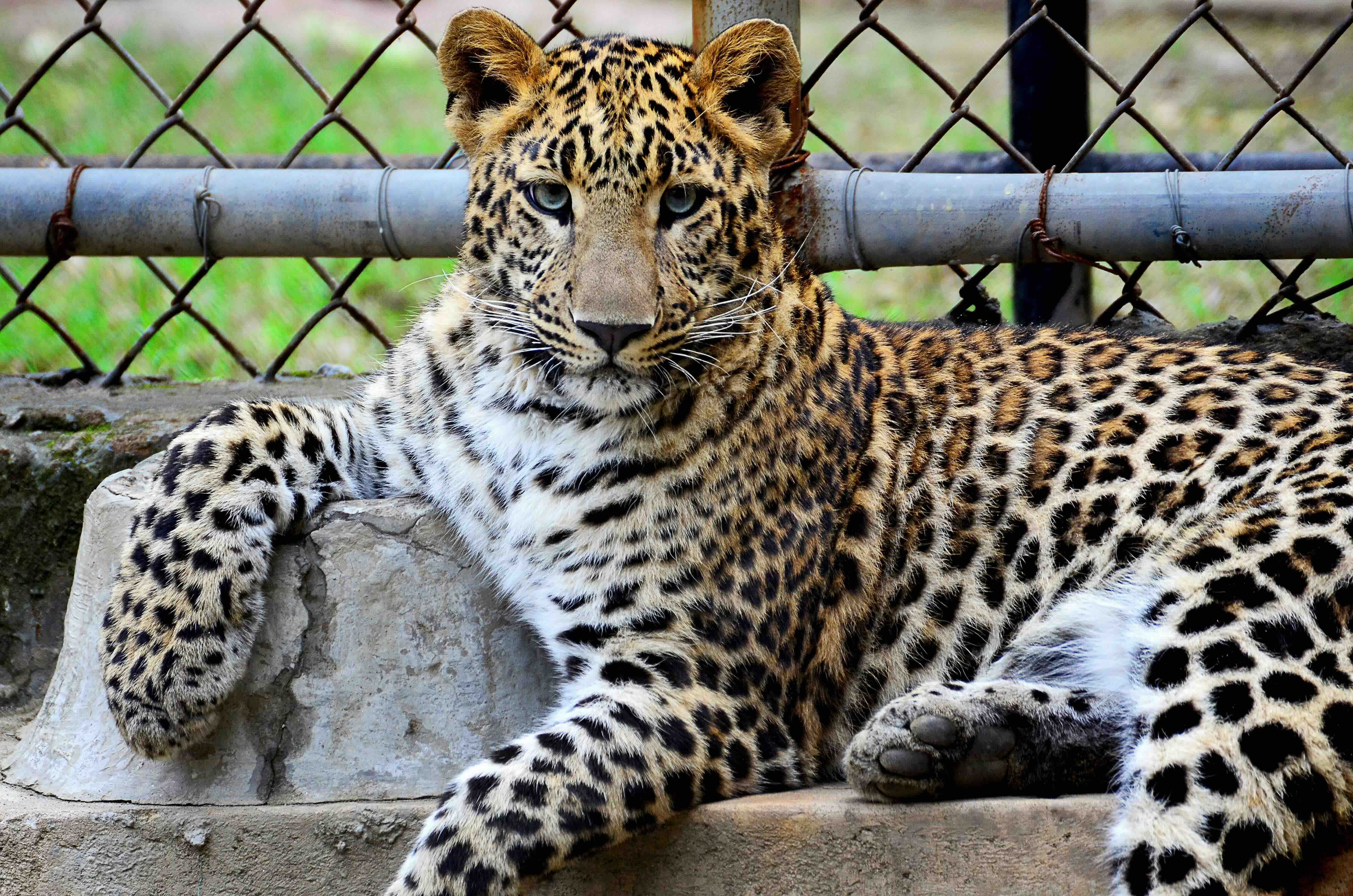 A large leopard laying on top of a rock.