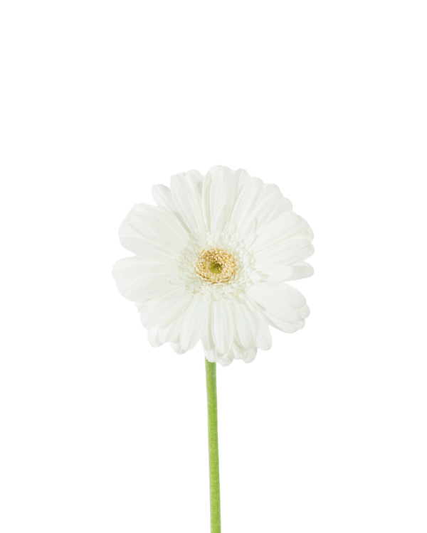 A single white Gerbera daisy on a green stem, used as a placeholder image for staff without profile photos.
