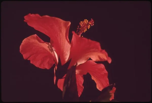 Close up of a red hibiscus
