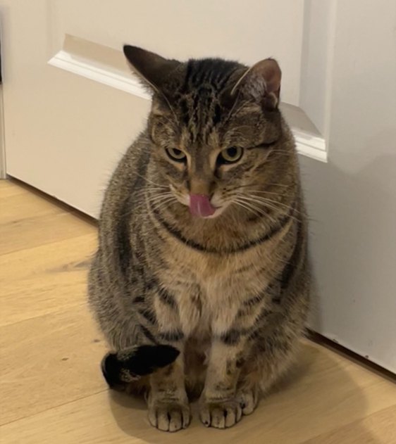 Mr. Blu, Clearsky's Accounts Payable Clerk - a tabby cat with her tongue out