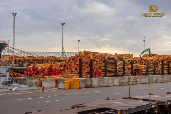 Các Loại Gỗ Nhập Khẩu Phổ Biến