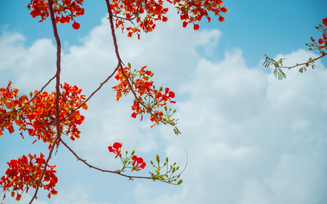 How to Protect Poinciana from Cold, Even if You've Never Tried it Before
