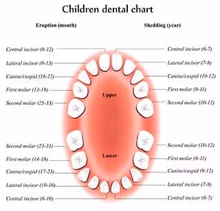 child teeth chart