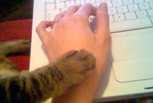 A cat paw stopping a hand from reaching the keyboard