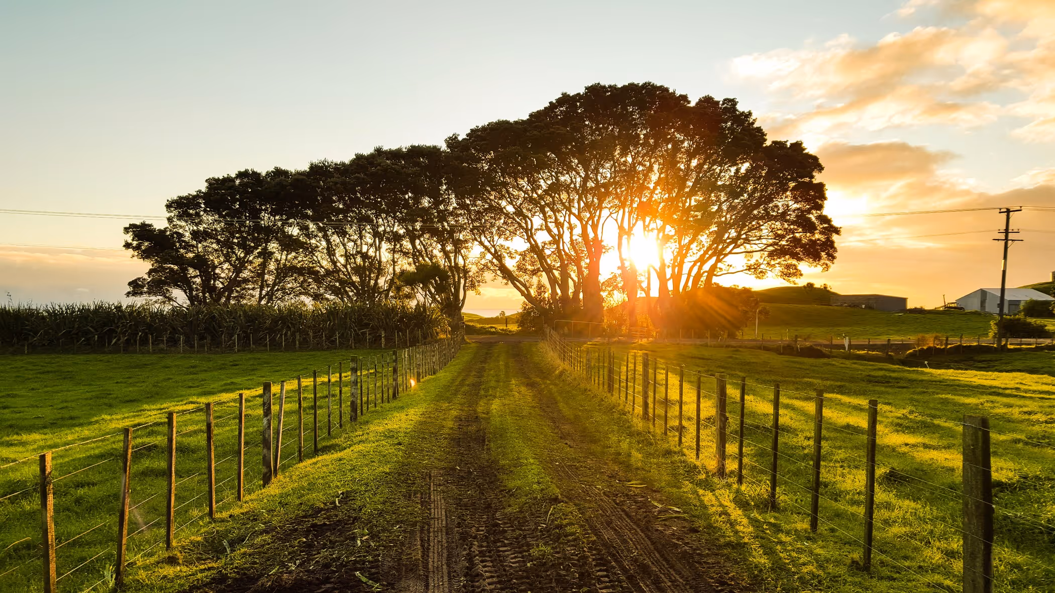 Countryside road leading to trees highlighted by sunlight with surrounding grass fields