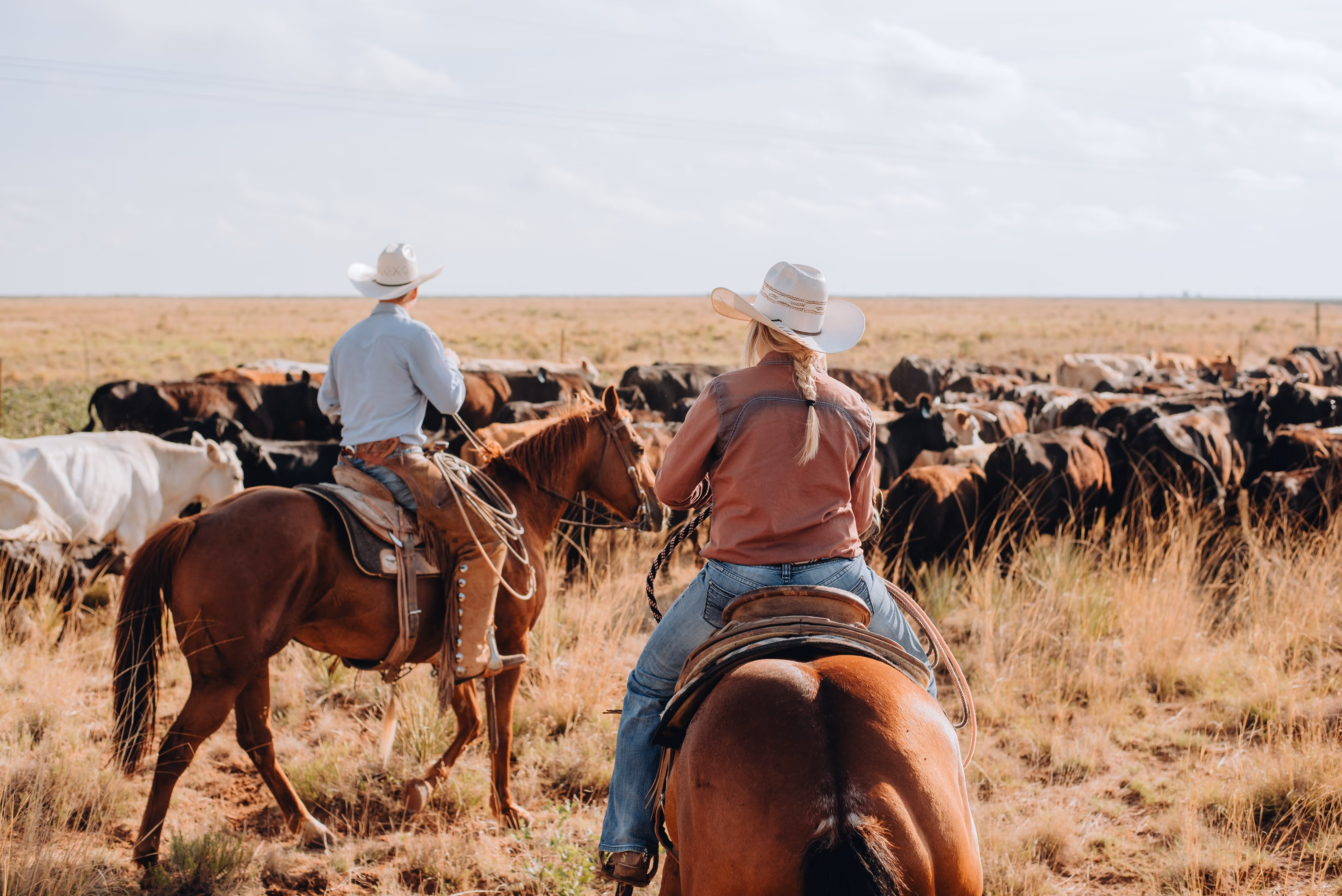 Two cowboys on horseback herding cattle across a dry grassland