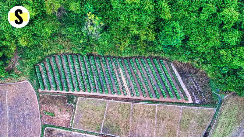 Coincé entre libre-échange et impératif écologique, l’avenir du règlement anti-déforestation en suspens