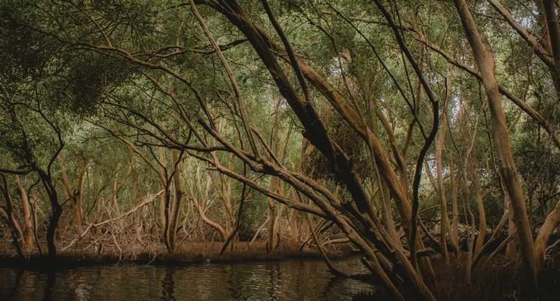 Mangrove planté à partir de crédits carbone