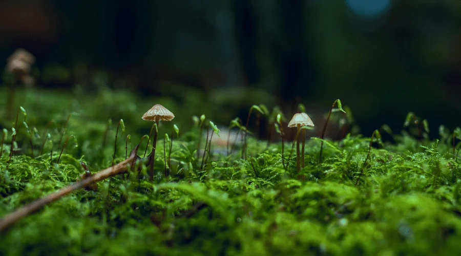 photo en gros plan de champignons