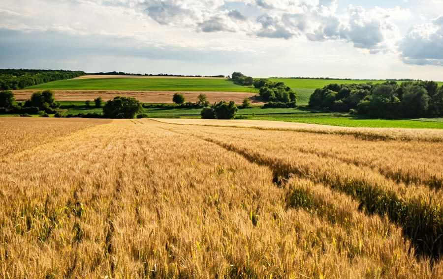 champ de céréales