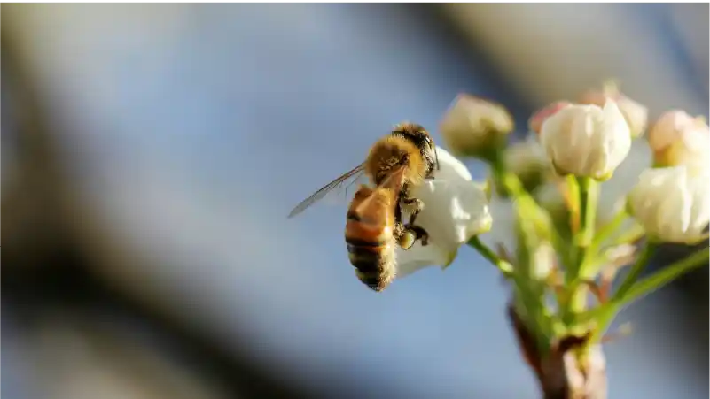 ESRS E4 biodiversité : définition, obligations biodiversité et nouveautés CSRD 2026