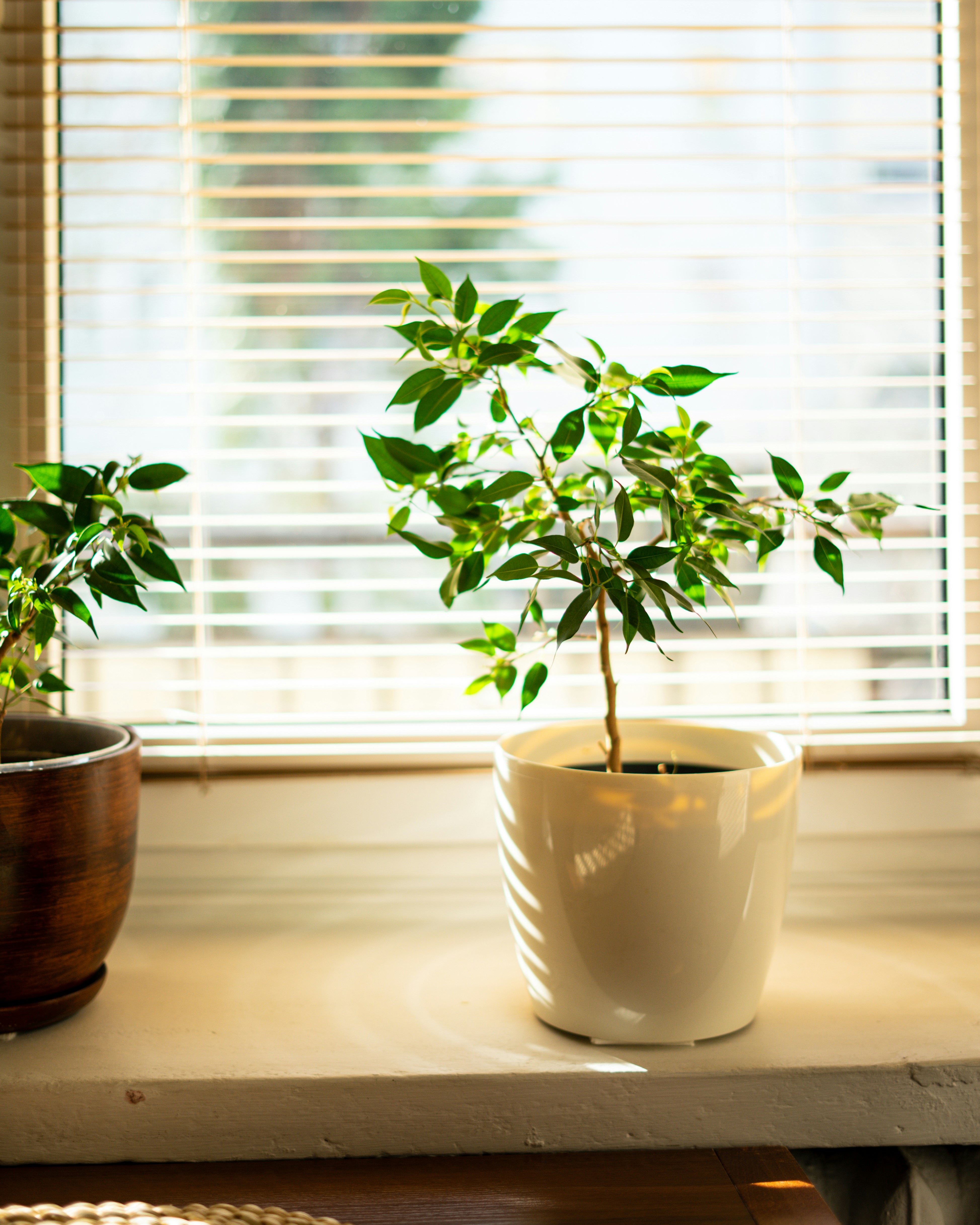 Ultimate Guide: The Financial Implications of Going Green 