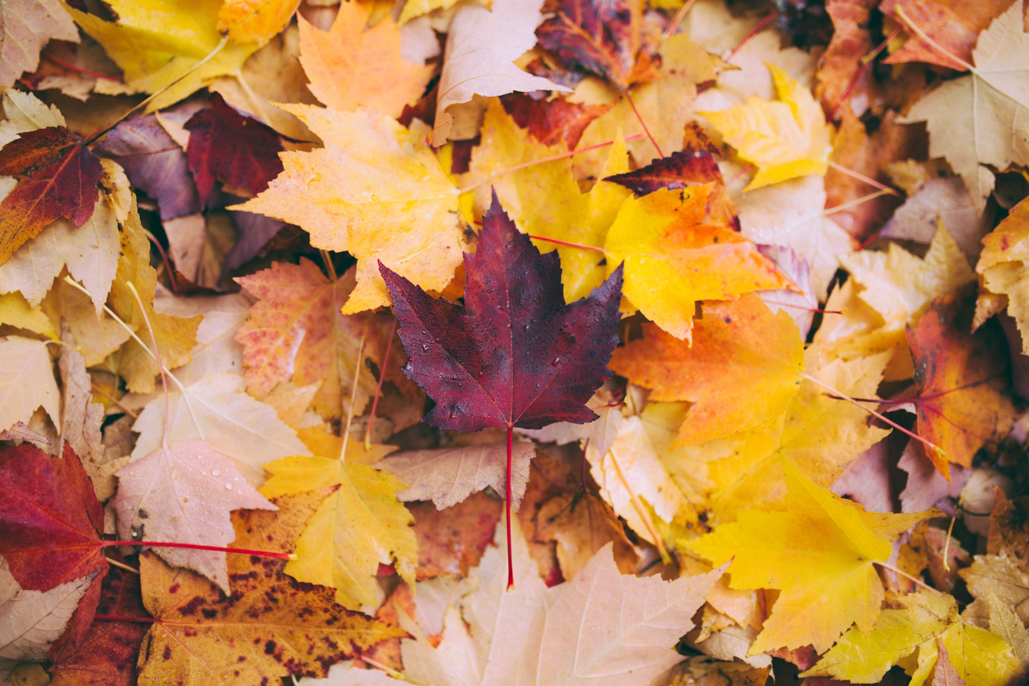 A recap of the Autumn Budget