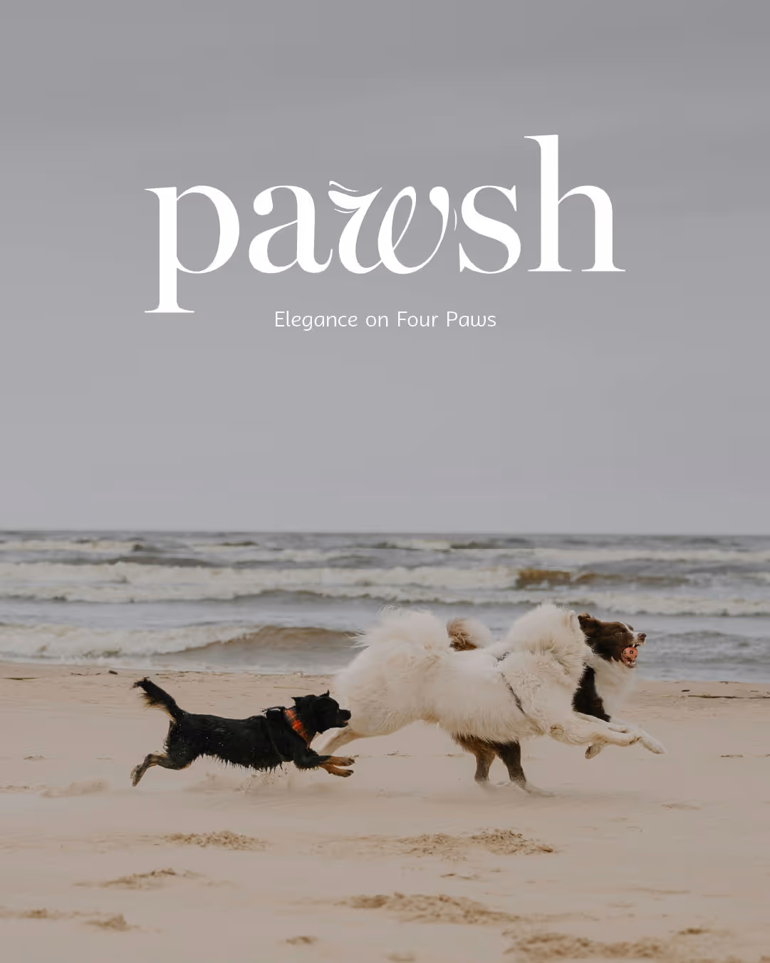 Brand Identity for Pawsh