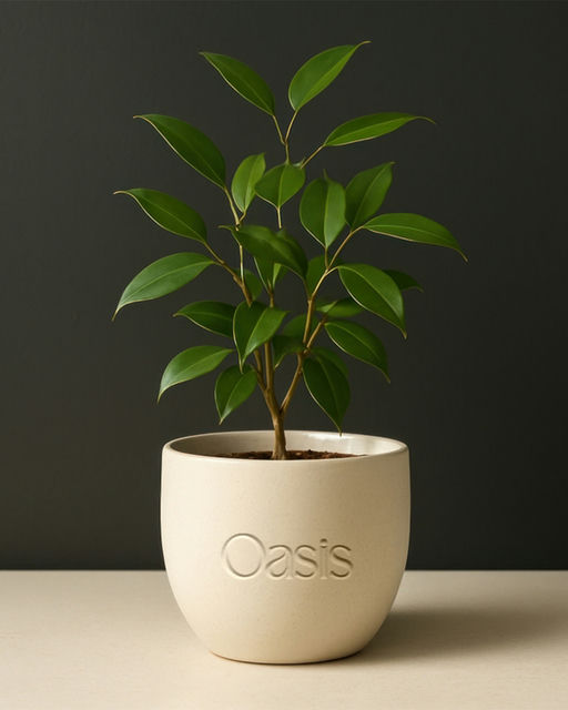 Oasis-Plant Branding-01