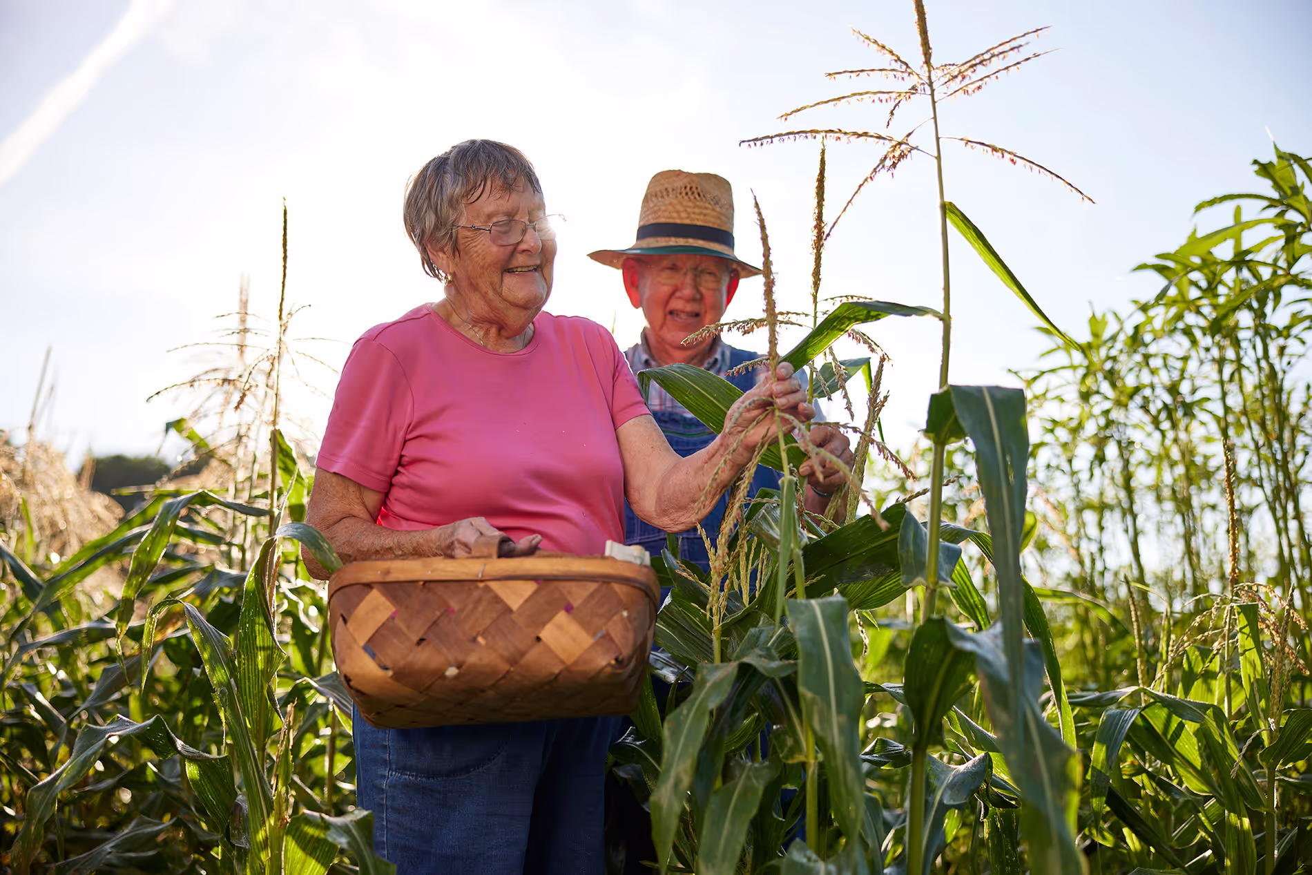 Two older adults picking corn in a field, one holding a basket with corn.