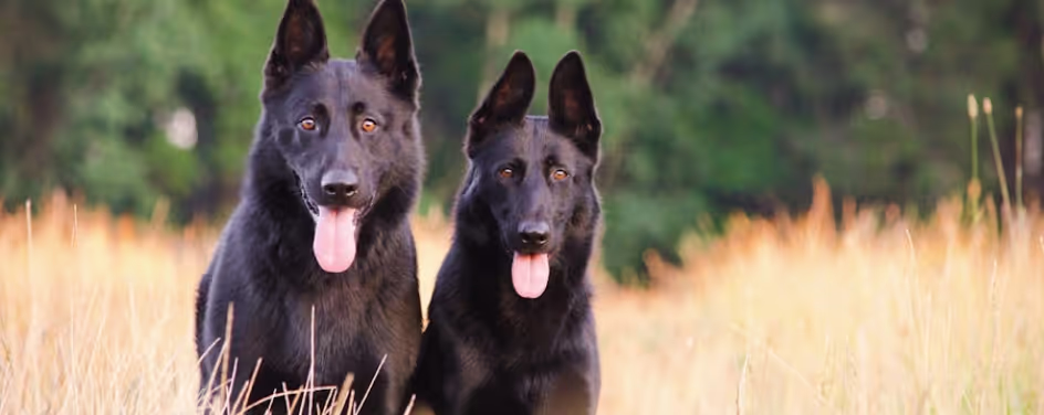 dogs