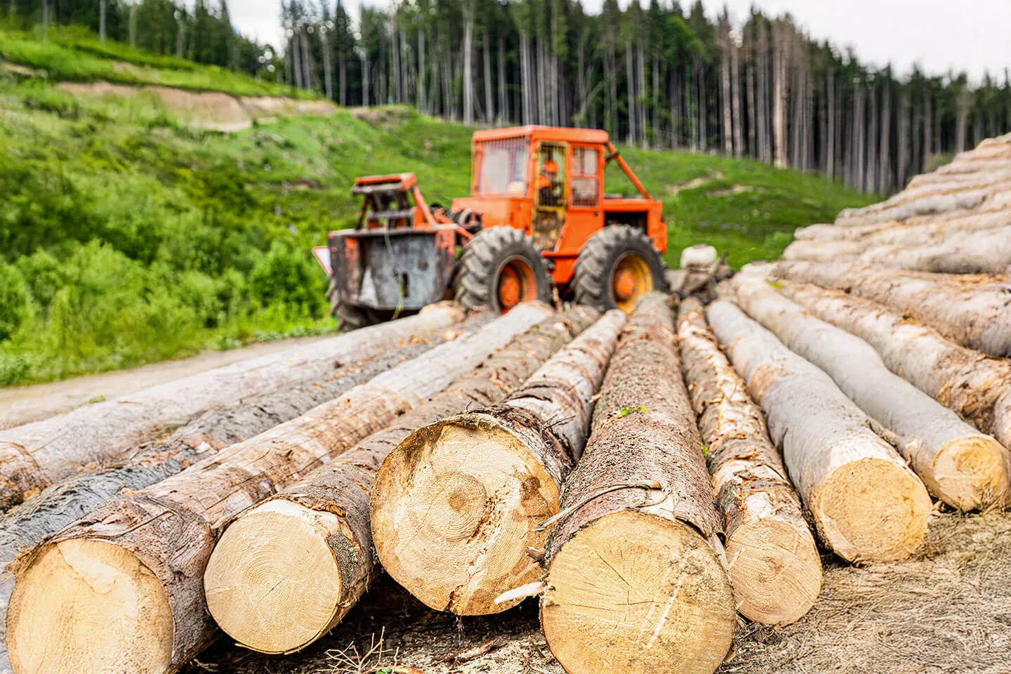 Forestry machinery equipped with hydraulic components, highlighting Bailey’s solutions for the forestry industry.