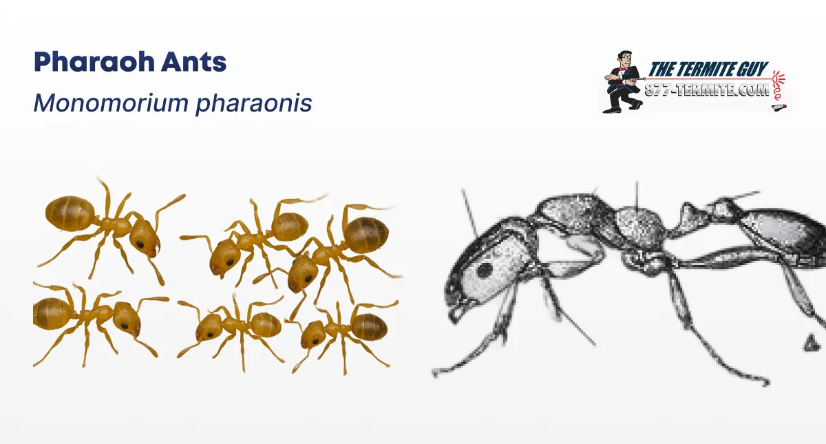 Pharaoh Ants (Monomorium pharaonis)