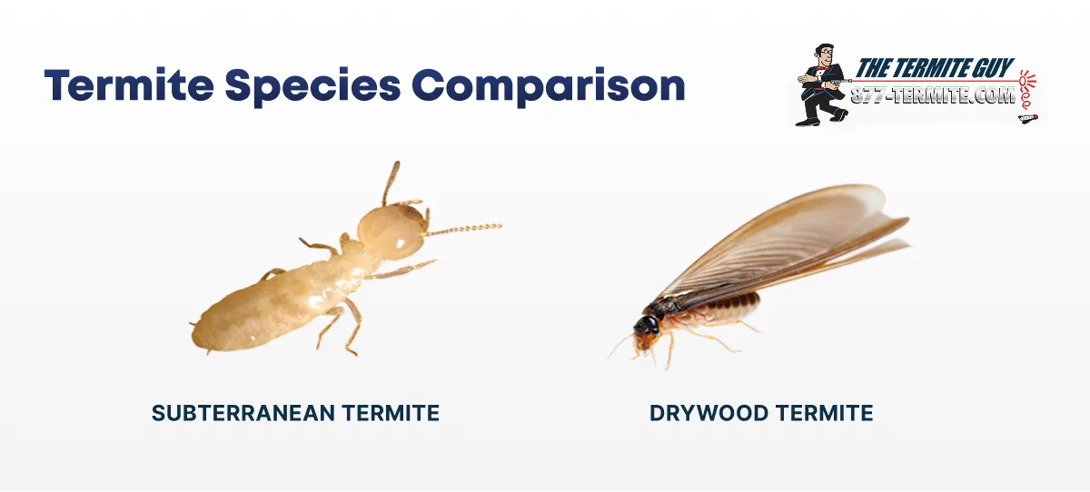 Subterranean vs Drywood Termite