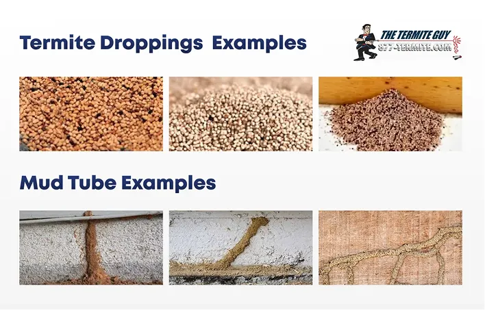 Termite Droppings Examples Compared to Mud Tubes