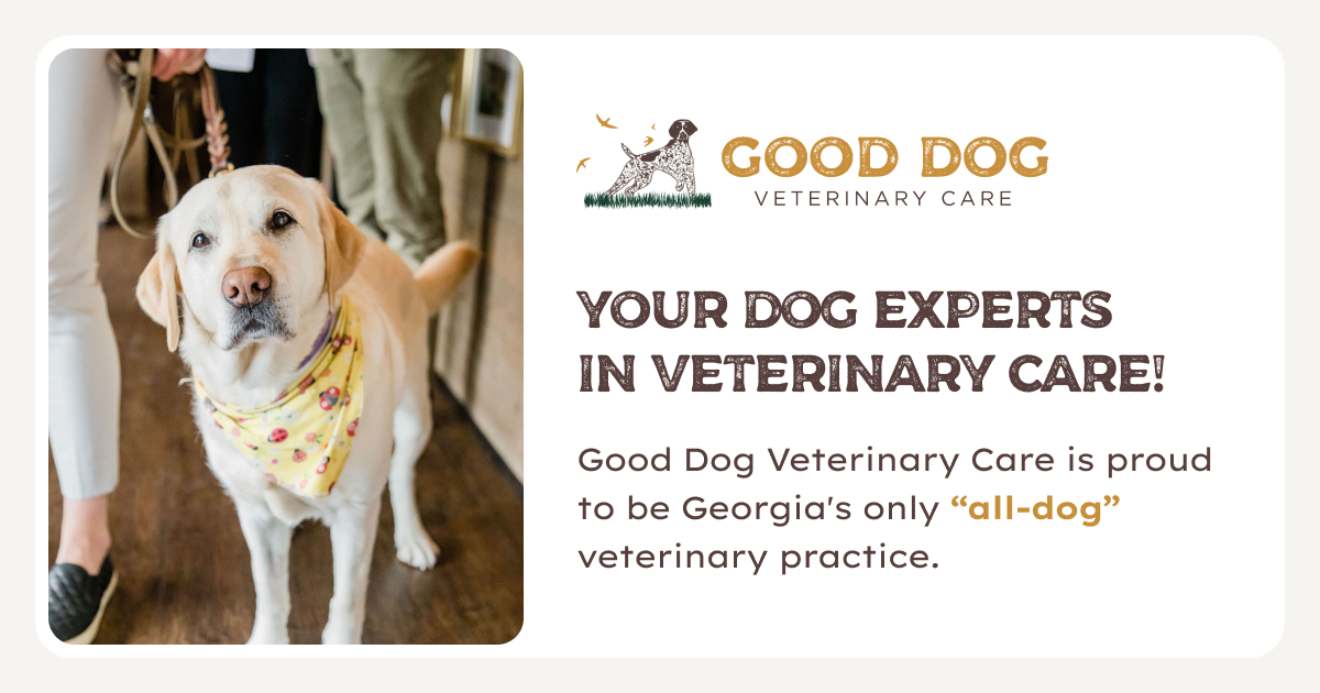 Good Dog Veterinary Care Smyrna