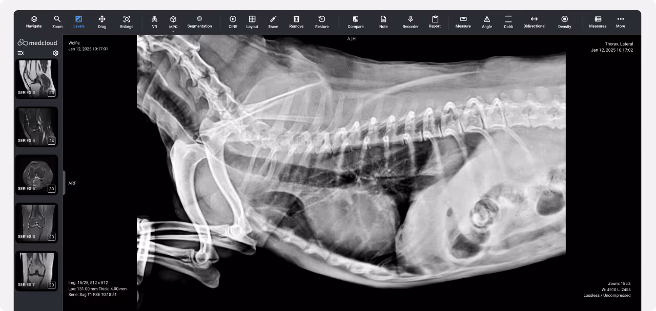 Lateral X-ray image of an animal’s chest, showing the spine, ribs, lungs and internal organs.