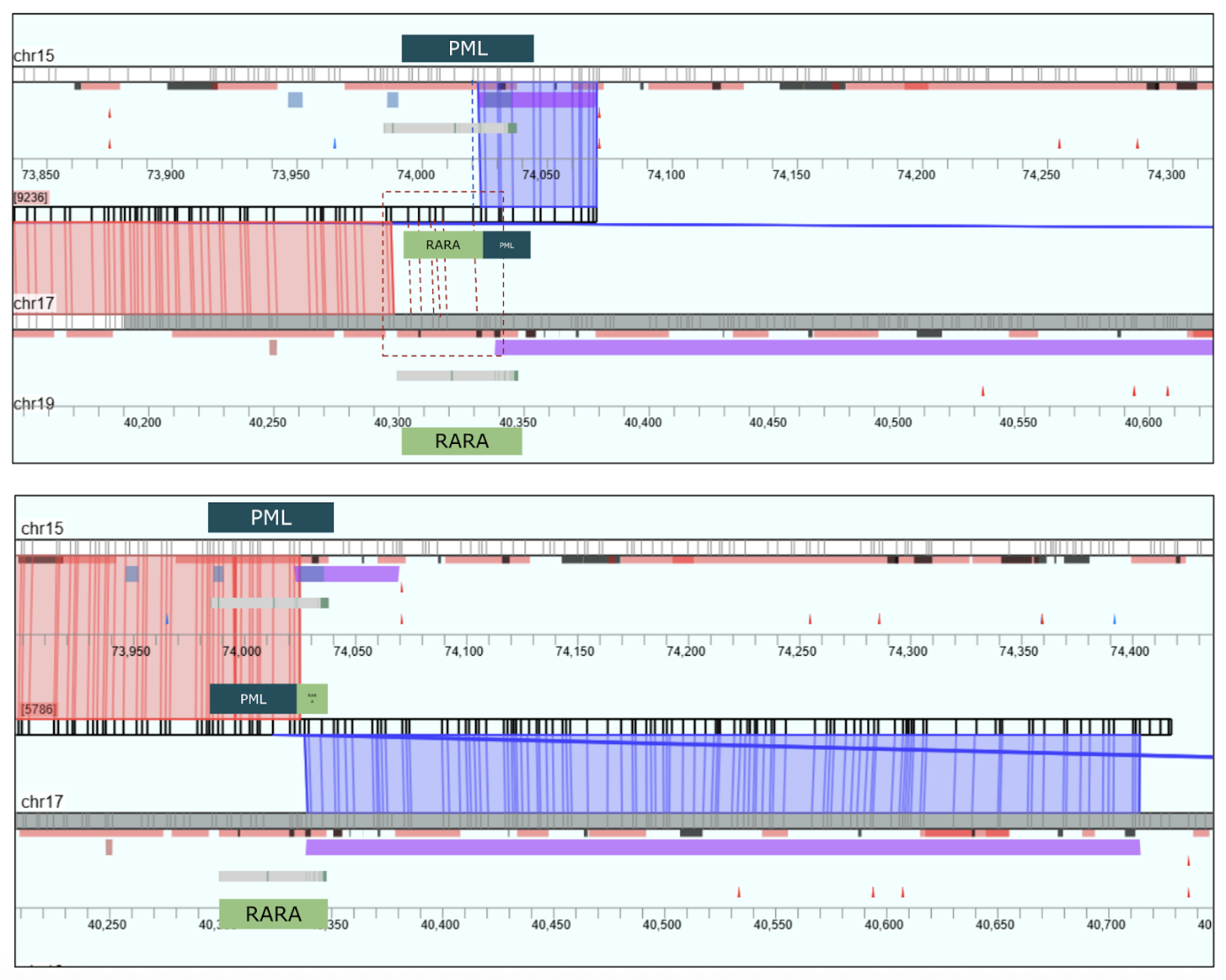 PML::RARA fusion breakpoints in NB-4 leukemia cells visualized in HCE using BED files; exons and translocations shown in color-coded rectangles.