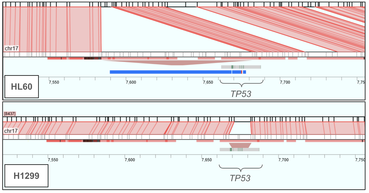 TP53 deletions in HL-60 and H1299 cell lines visualized in HCE; exons in green, deletions shown as red trapezoids using custom BED annotation.