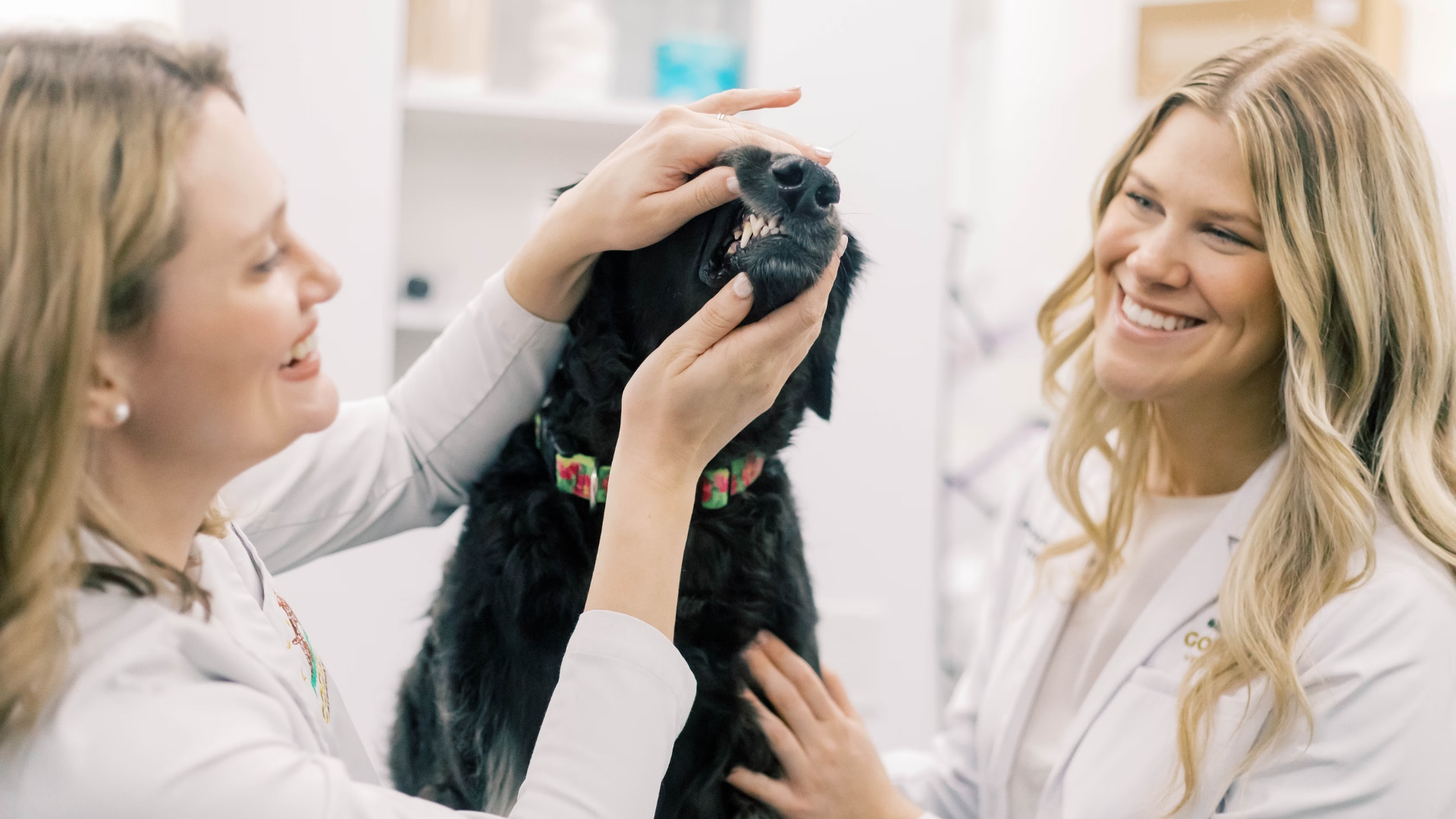 teeth cleaning at the vet