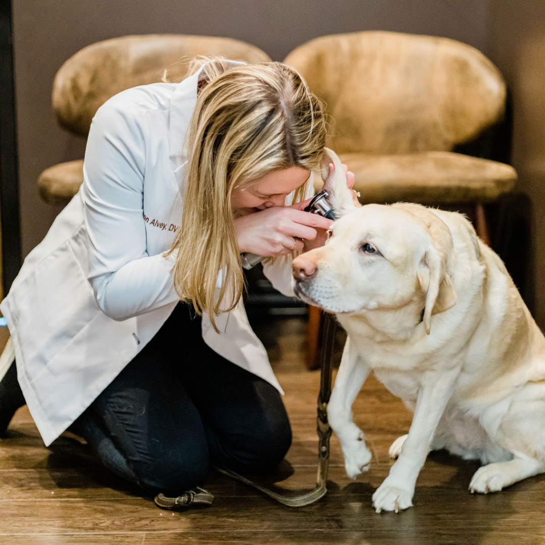 dog being examined for allergies