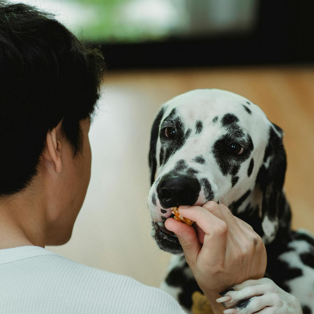 dog eating a safe snack