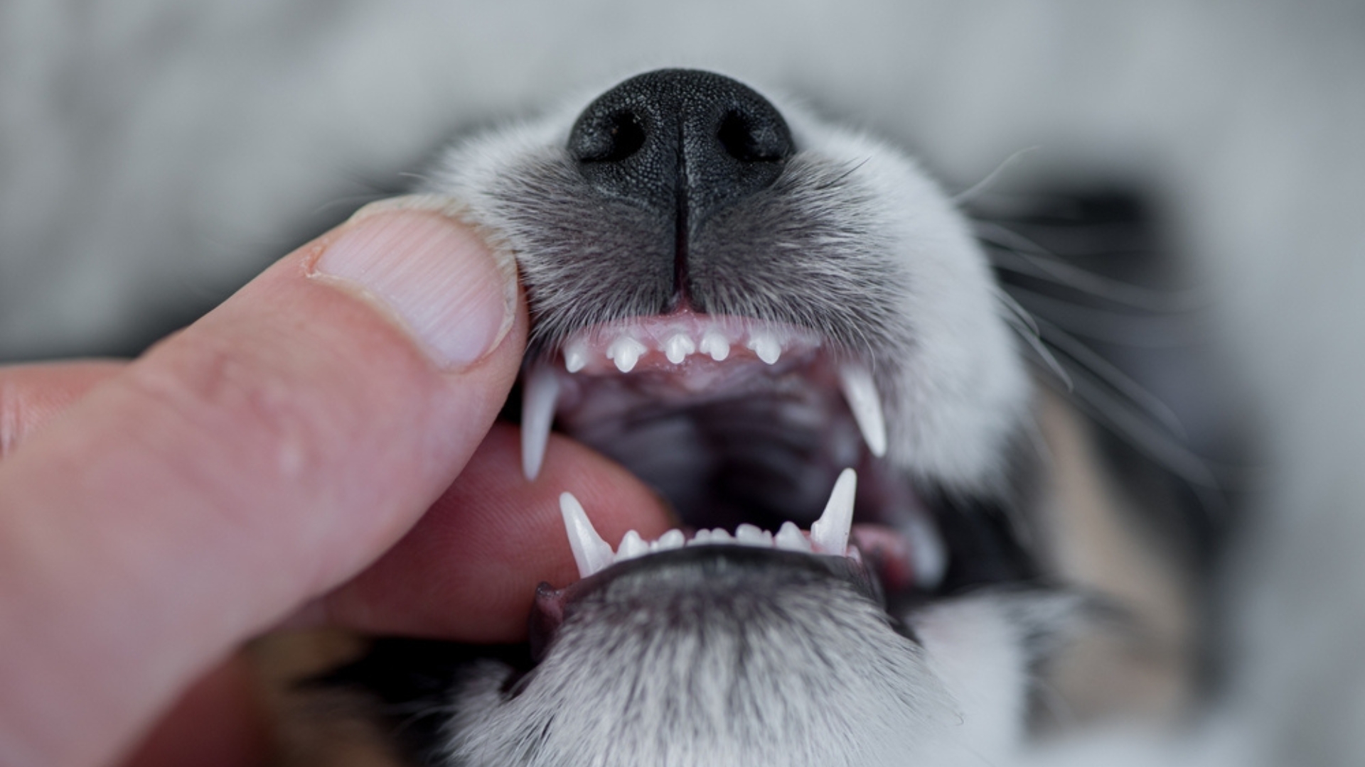 Puppy dental crowding close-up