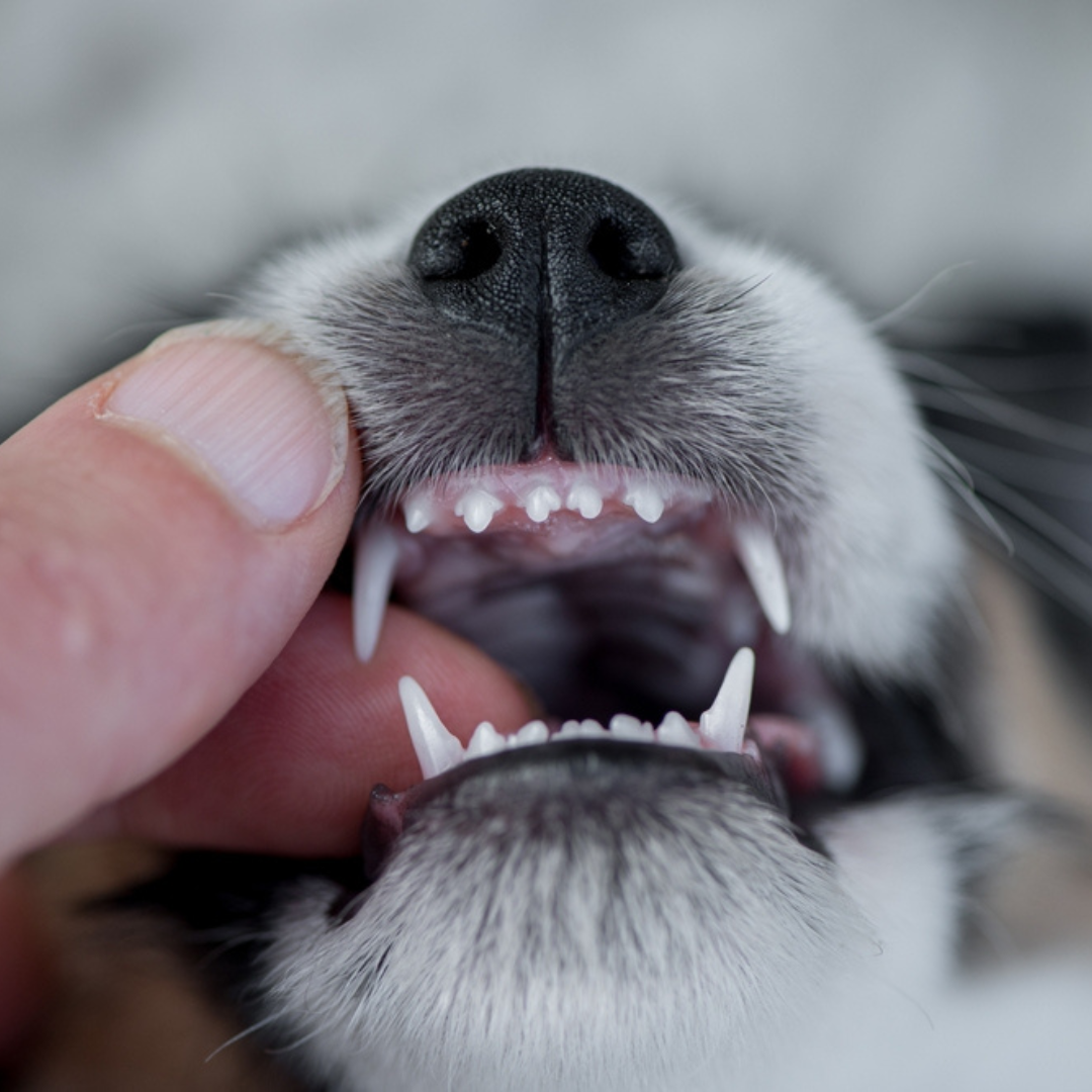Dog retained deciduous teeth