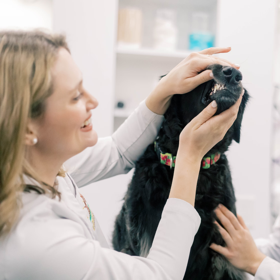 Dog receiving oral health assessment at vet clinic