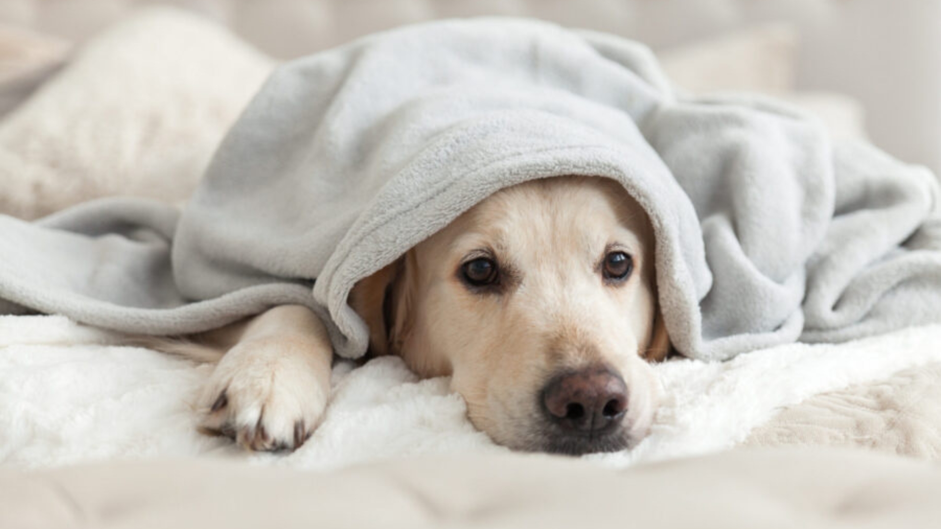 Dog receiving treatment for Addison's disease