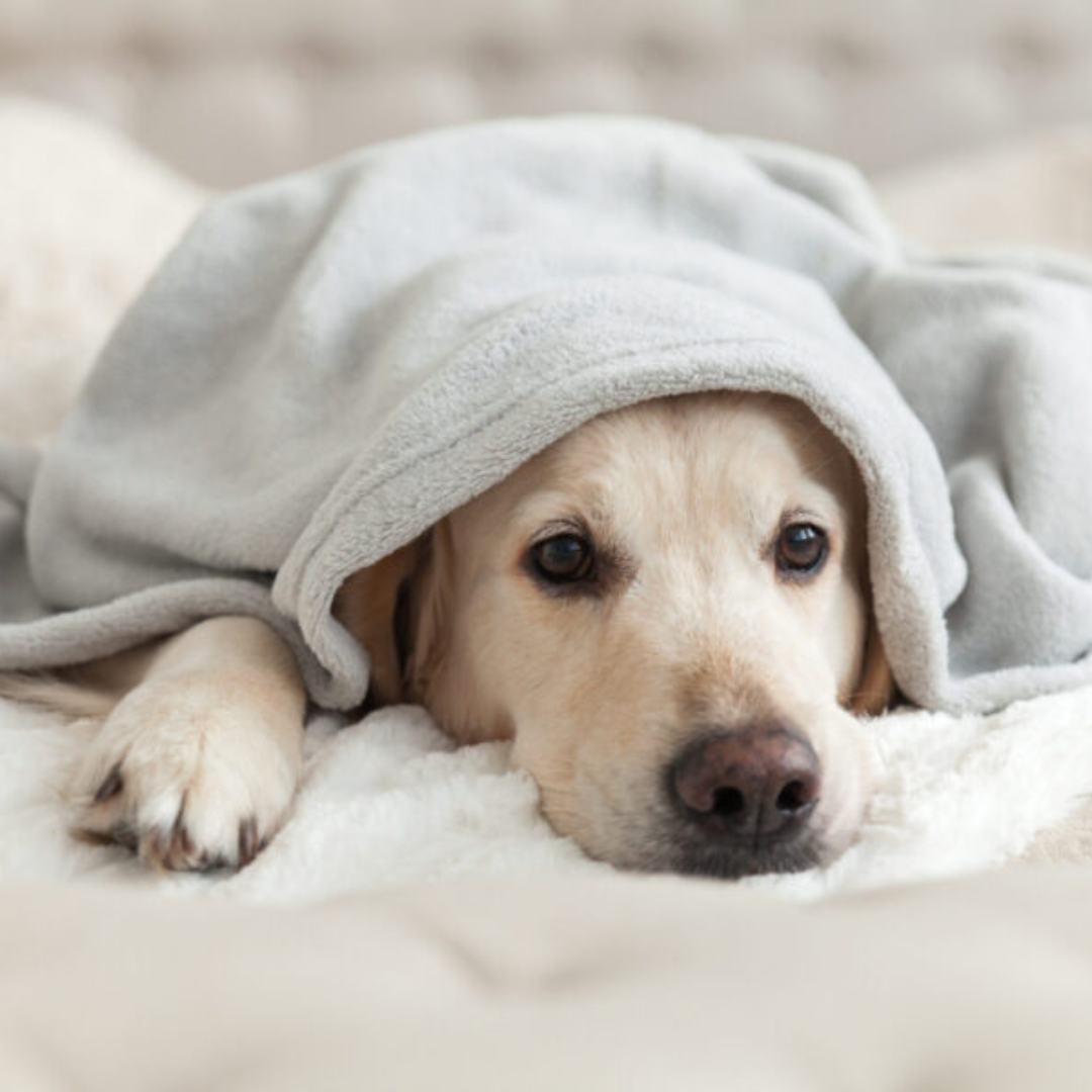 Dog with Addison's disease