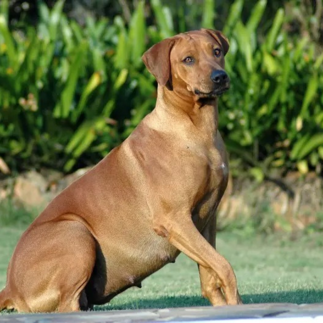 image of dog pregnancy