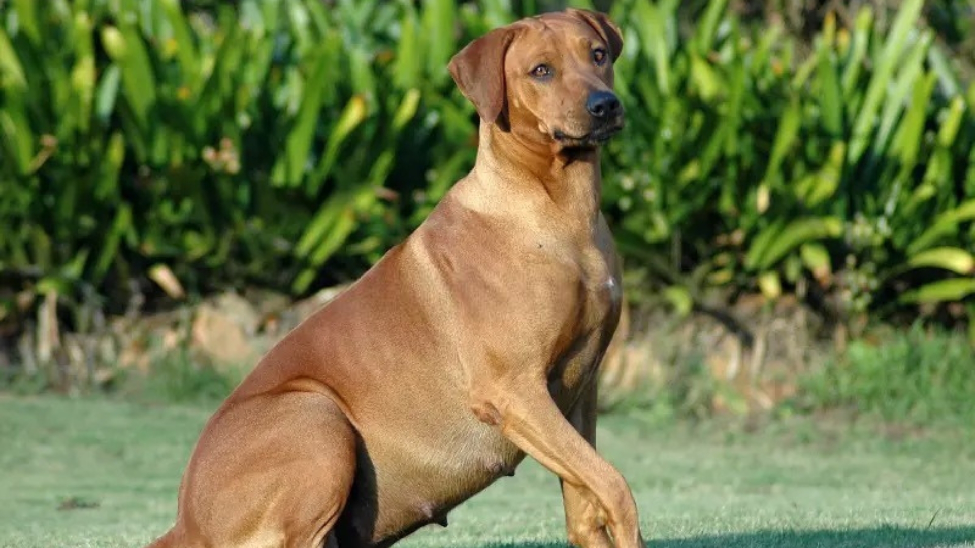 example of pregnant dog