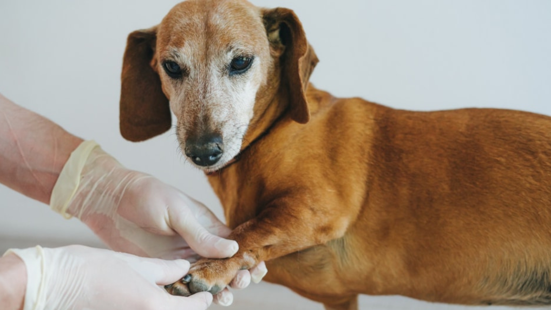 Dog receiving arthritis evaluation