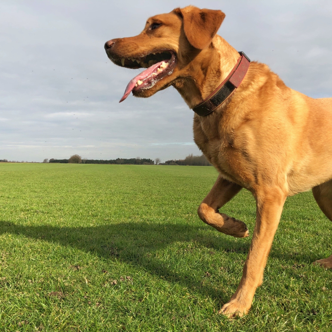 Dog limping across a grassy field