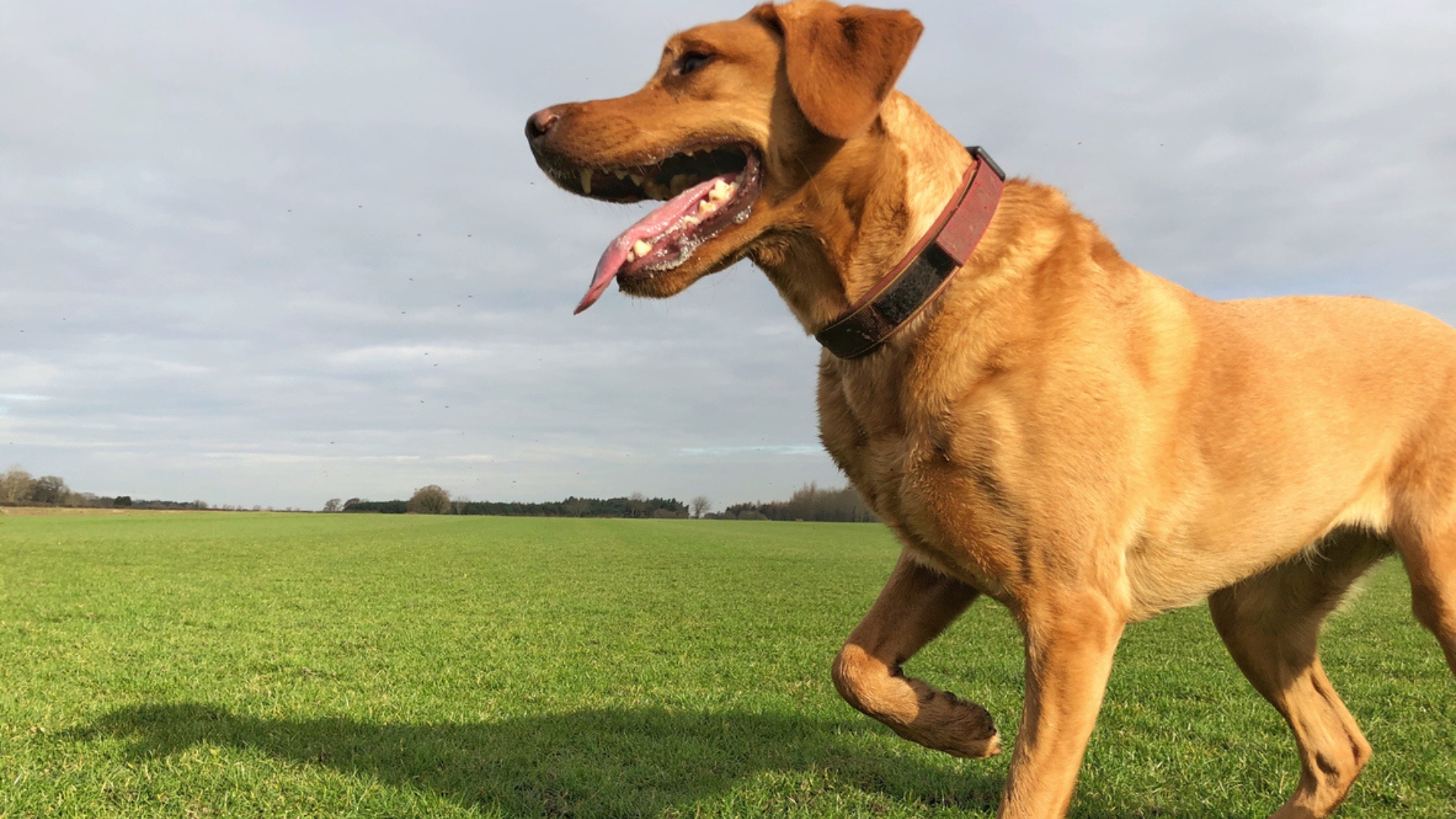 Brown dog limping outdoors on grass