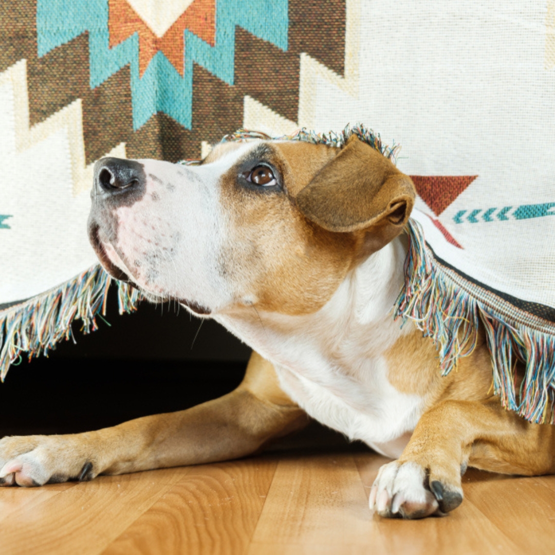 Dog seeking shelter during fireworks noise